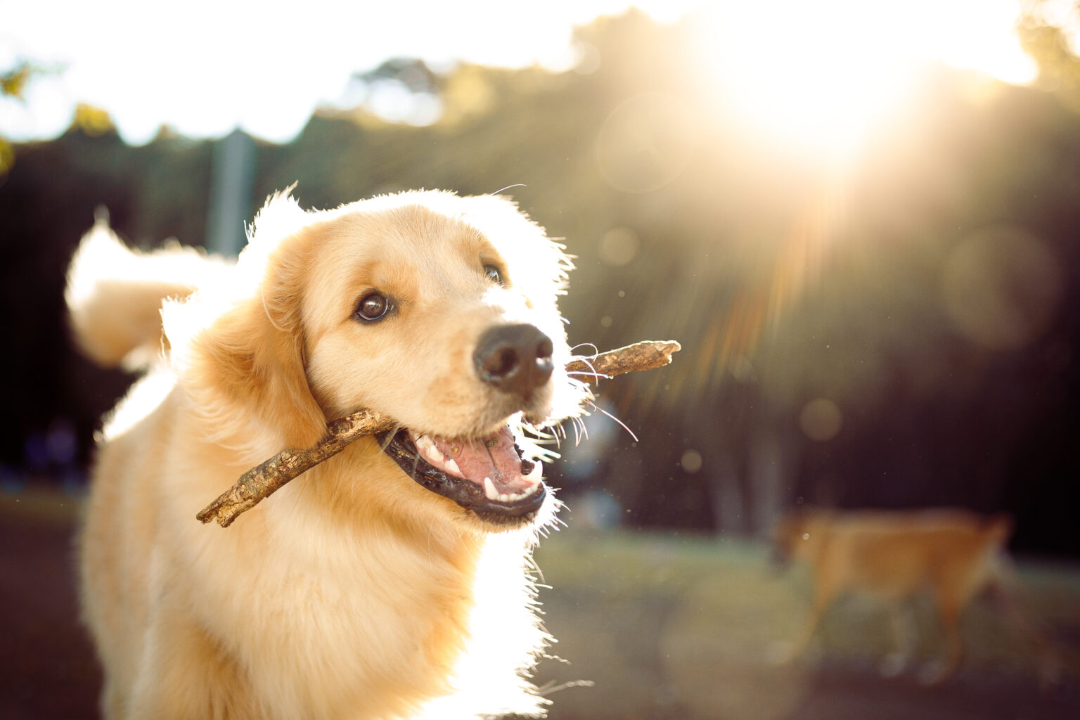 iStock-1184184060-1536×1024