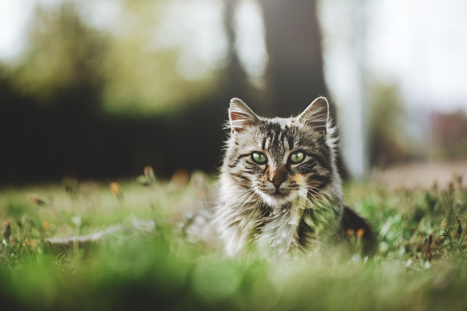 iStock-1439574076-1536×1024